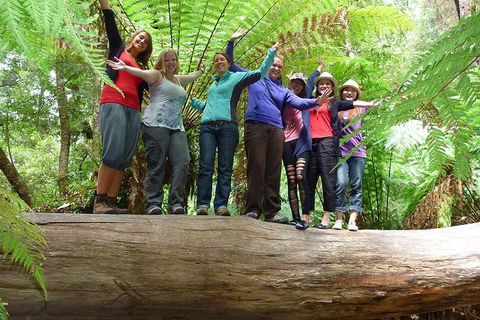 Mt Field National Park Active Day-Trip Including Bonorong And Mt Wellington - Foster Accommodation 4