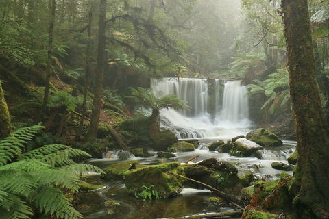 Mt Field National Park Active Day-Trip Including Bonorong And Mt Wellington - Foster Accommodation 10