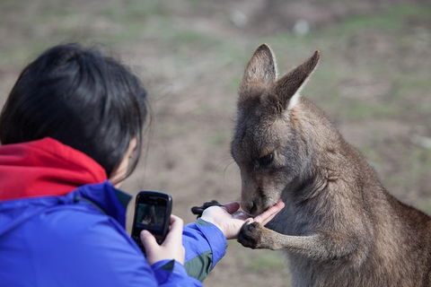 Mt Field National Park Active Day-Trip Including Bonorong And Mt Wellington - Foster Accommodation 14