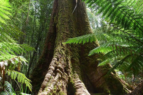 Mt Field National Park Active Day-Trip Including Bonorong And Mt Wellington - Foster Accommodation 11