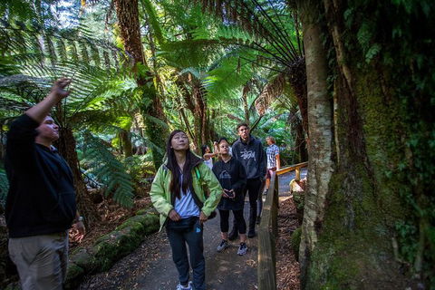Mt Field National Park Active Day-Trip Including Bonorong And Mt Wellington - Foster Accommodation 5