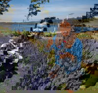 Port Arthur and Lavender Farm Active Day Tour - Foster Accommodation