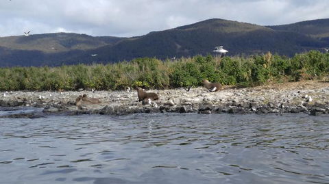 Fresh From The Ocean: Tasmanian Seafood Gourmet Full-Day Cruise Including Lunch - Foster Accommodation 11