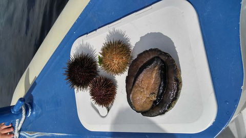 Fresh From The Ocean: Tasmanian Seafood Gourmet Full-Day Cruise Including Lunch - Foster Accommodation 6