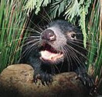 Hobart Shore Excursion Half Day Bonorong Wildlife Park with Richmond Tour - Foster Accommodation