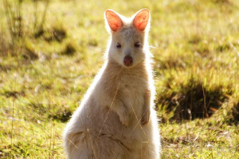Small-Group Day Trip From Hobart To Bruny Island - Foster Accommodation 2