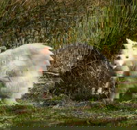 Bruny Island premium private photo-oriented day tour from Hobart - Foster Accommodation