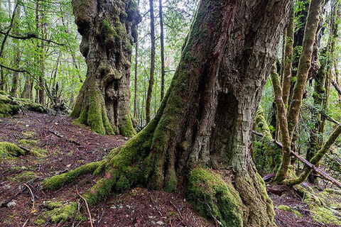 3-Day Cradle Mountain Photography Workshop - Foster Accommodation 6