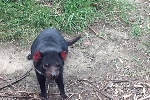 South East Food, Sightseeing Private Tour With The Tasmanian Devil Unzoo - Foster Accommodation 0