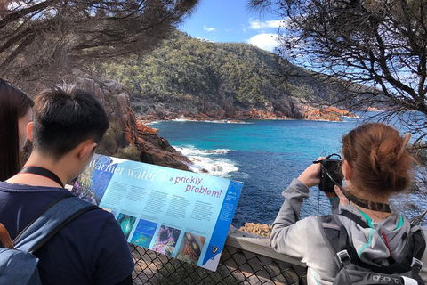 Wineglass Bay & Freycinet NP Full Day Tour From Hobart Via Richmond Village - Foster Accommodation 3