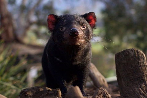 Mt. Field National Park And Bonorong Wildlife Park - Foster Accommodation 0