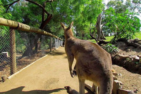 Wilderness And Wildlife - Foster Accommodation 0