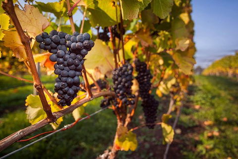 Tastes And Wines - Foster Accommodation 0