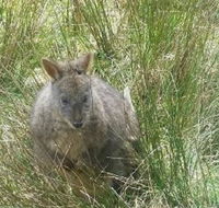 Leven Canyon Day Trip Including Wings Wildlife Park or Gunns Plains Caves from Devonport Ulverstone or Burnie - Foster Accommodation