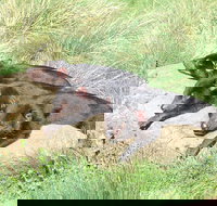 Day Keeper Tour - Foster Accommodation