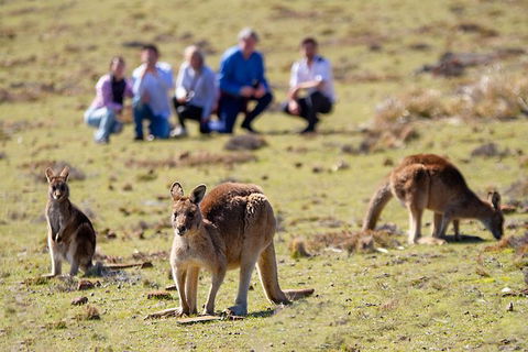 Wineglass Bay And Maria Island Wildlife Scenic Flight From Hobart - Foster Accommodation 15