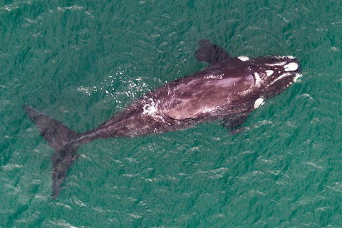 Wineglass Bay And Maria Island Wildlife Scenic Flight From Hobart - Foster Accommodation 12