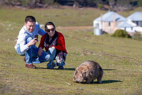 Wineglass Bay And Maria Island Wildlife Scenic Flight From Hobart - Foster Accommodation 4