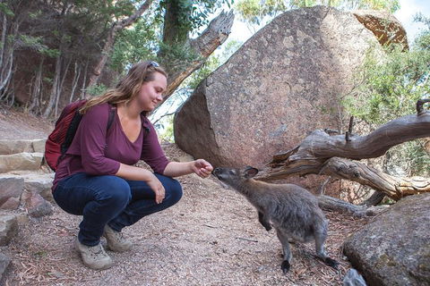 Active Day Tour One-Way From Hobart To Launceston With Wineglass Bay - Foster Accommodation 9
