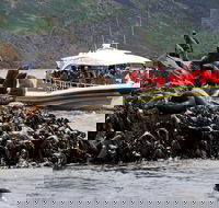 3-Hour Bruny Island Cruise from Adventure Bay - Foster Accommodation