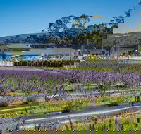 Private Tasman Peninsula Cruise Ship Tour from Port Arthur - Foster Accommodation