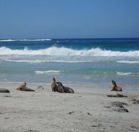 Kangaroo Island in a Day Tour from Adelaide - Foster Accommodation