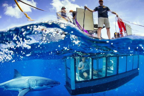 White Shark Tour With Optional Cage Dive From Port Lincoln - Foster Accommodation 0