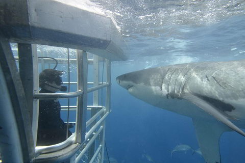 White Shark Tour With Optional Cage Dive From Port Lincoln - Foster Accommodation 2