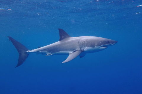 White Shark Tour With Optional Cage Dive From Port Lincoln - Foster Accommodation 5