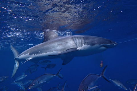 White Shark Tour With Optional Cage Dive From Port Lincoln - Foster Accommodation 6