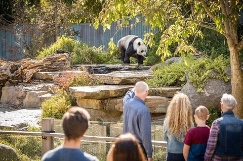 Adelaide Zoo Behind The Scenes Experience: Panda And Friends Tour - Foster Accommodation 0