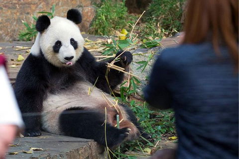 Adelaide Zoo Behind The Scenes Experience: Panda And Friends Tour - Foster Accommodation 1