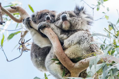 Adelaide To Melbourne 3-Day Trip Through Grampians And Great Ocean Road - Foster Accommodation 1
