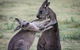 Adelaide To Melbourne 3-Day Trip Through Grampians And Great Ocean Road - thumb 10