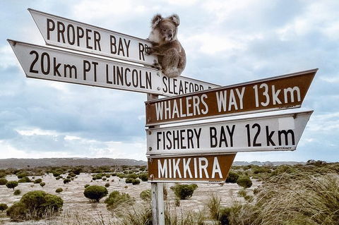 Private Port Lincoln Day Tour: Tasting Eyre - Foster Accommodation 0