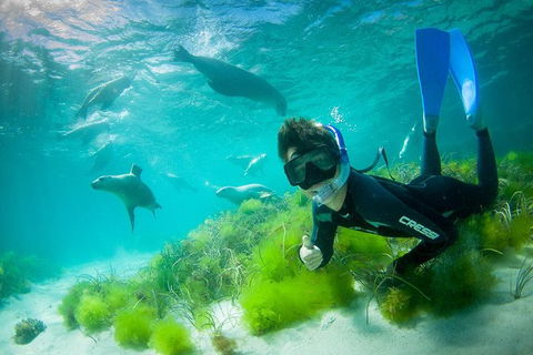 Half-Day Sea Lion Snorkeling Tour From Port Lincoln - Foster Accommodation 0