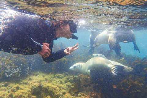 Half-Day Sea Lion Snorkeling Tour From Port Lincoln - Foster Accommodation 8