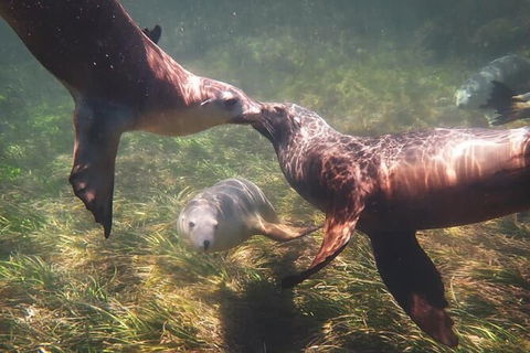 Half-Day Sea Lion Snorkeling Tour From Port Lincoln - Foster Accommodation 6