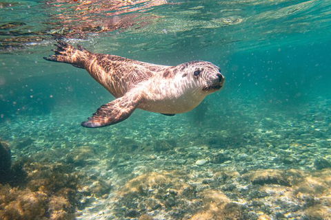 Half-Day Sea Lion Snorkeling Tour From Port Lincoln - Foster Accommodation 4