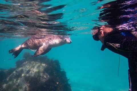 Half-Day Sea Lion Snorkeling Tour From Port Lincoln - Foster Accommodation 5