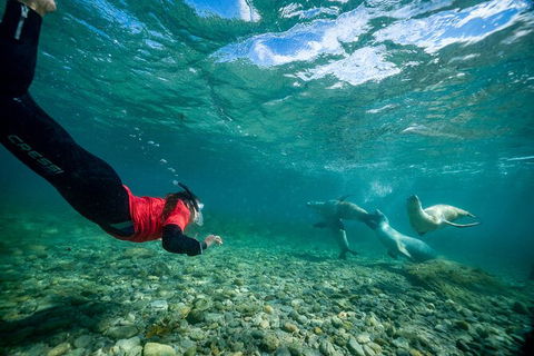 Half-Day Sea Lion Snorkeling Tour From Port Lincoln - Foster Accommodation 1