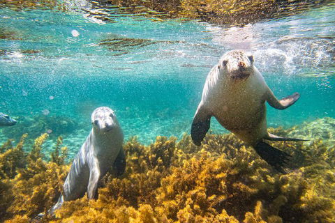 Half-Day Sea Lion Snorkeling Tour From Port Lincoln - Foster Accommodation 7