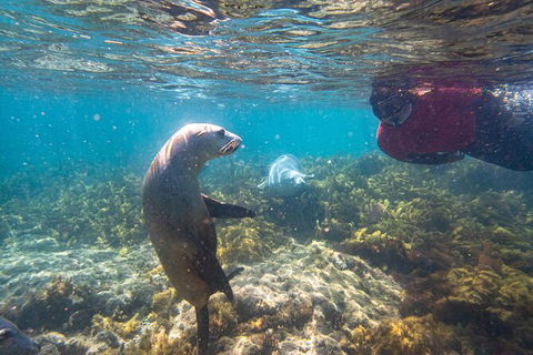 Half-Day Sea Lion Snorkeling Tour From Port Lincoln - Foster Accommodation 3