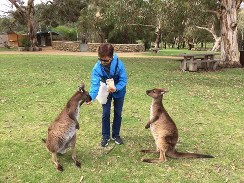 Adelaide Highlights And Hahndorf Tour With Optional River Cruise - Foster Accommodation 3