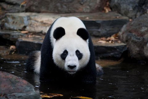 Adelaide Zoo General Entry Ticket - Foster Accommodation 1