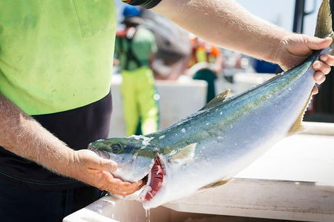 Exceptional Port Lincoln, Seafood And Wildlife Tour - Foster Accommodation 9