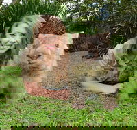 Croc Express to Australia Zoo from Brisbane - Foster Accommodation