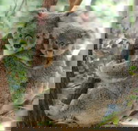 Lone Pine Koala Sanctuary Day Pass - Foster Accommodation