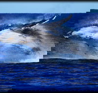 Whale Watching Cruise from Redcliffe Brisbane or the Sunshine Coast - Foster Accommodation