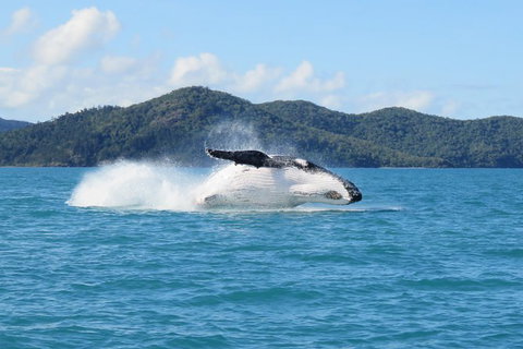 Whitsundays Whale Watching Cruise From Airlie Beach - Foster Accommodation 0